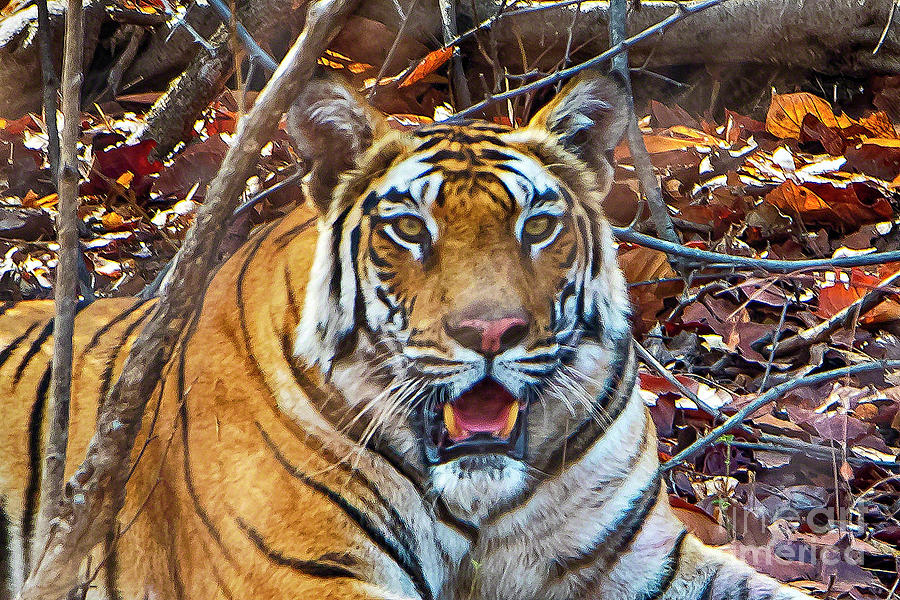 Portrait of a tiger Photograph by Pravine Chester