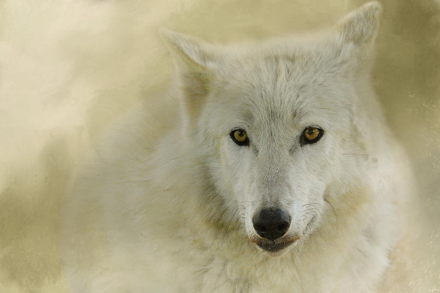 Portrait of a Timber Wolf Photograph by Jai Johnson