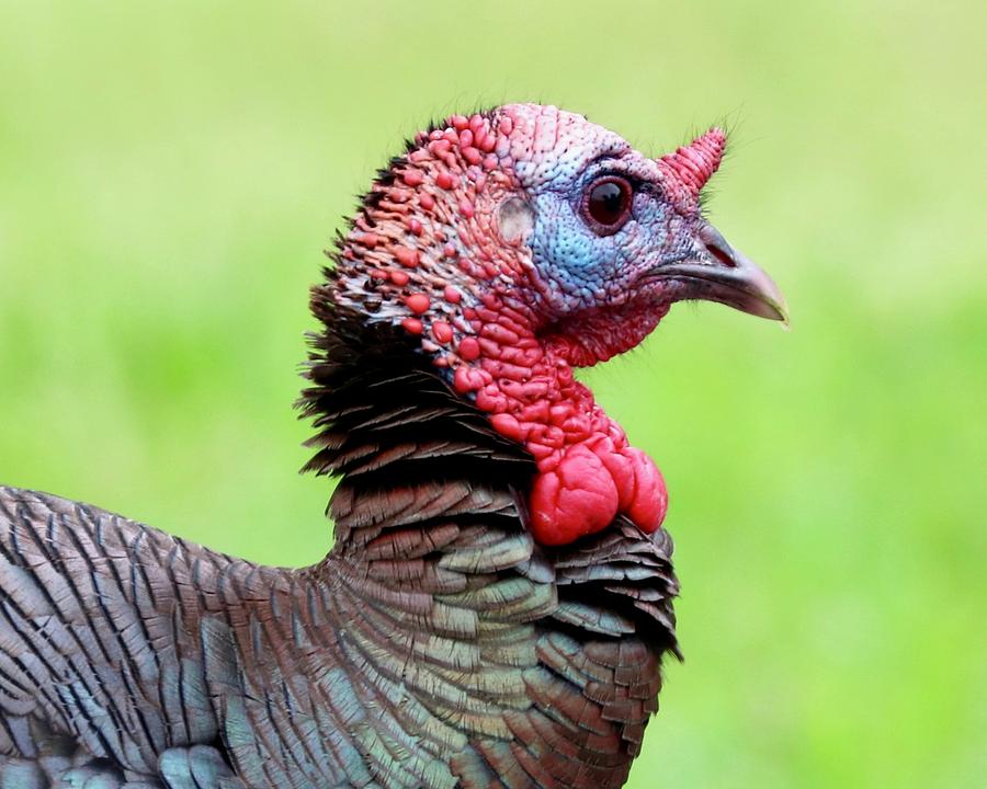 Portrait Of A Tom Turkey Photograph By Dug Harpster - Fine Art America