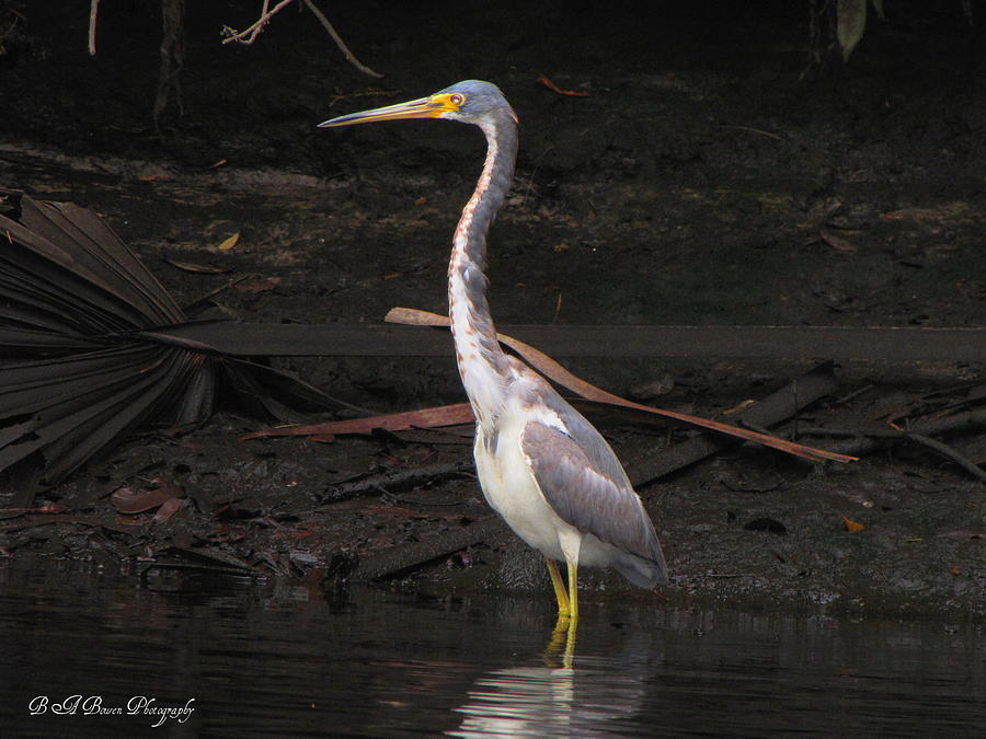Portrait of a Tri-colored Heron Photograph by Barbara Bowen