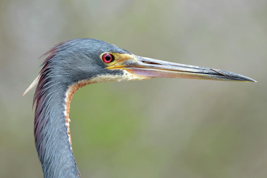 Portrait of a Tricolored Heron Photograph by Jill Nightingale