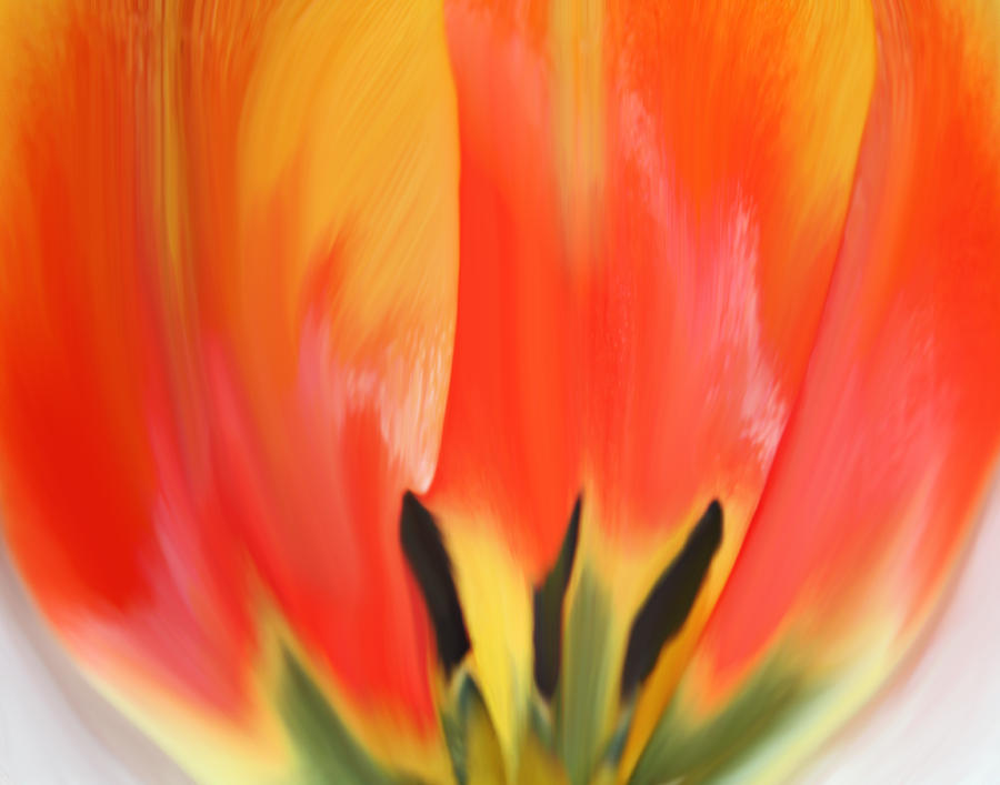 Portrait of a Tulip Photograph by Inspired Arts