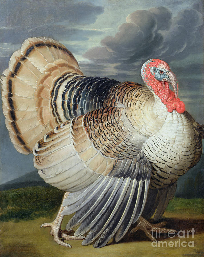 Turkey Painting - Portrait of a Turkey  by Johann Wenceslaus Peter Wenzal