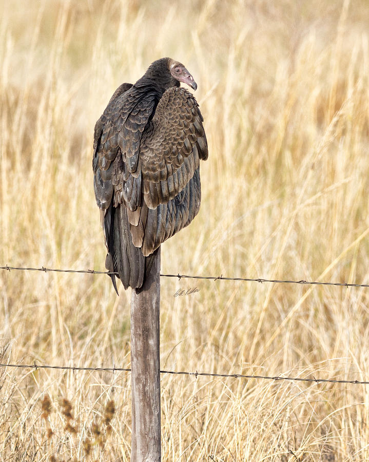 Fence Post Photograph - Portrait Of A Vulture by Bill Kesler