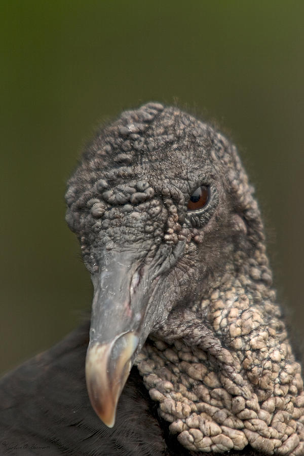 Portrait of a Vulture Photograph by John Harmon