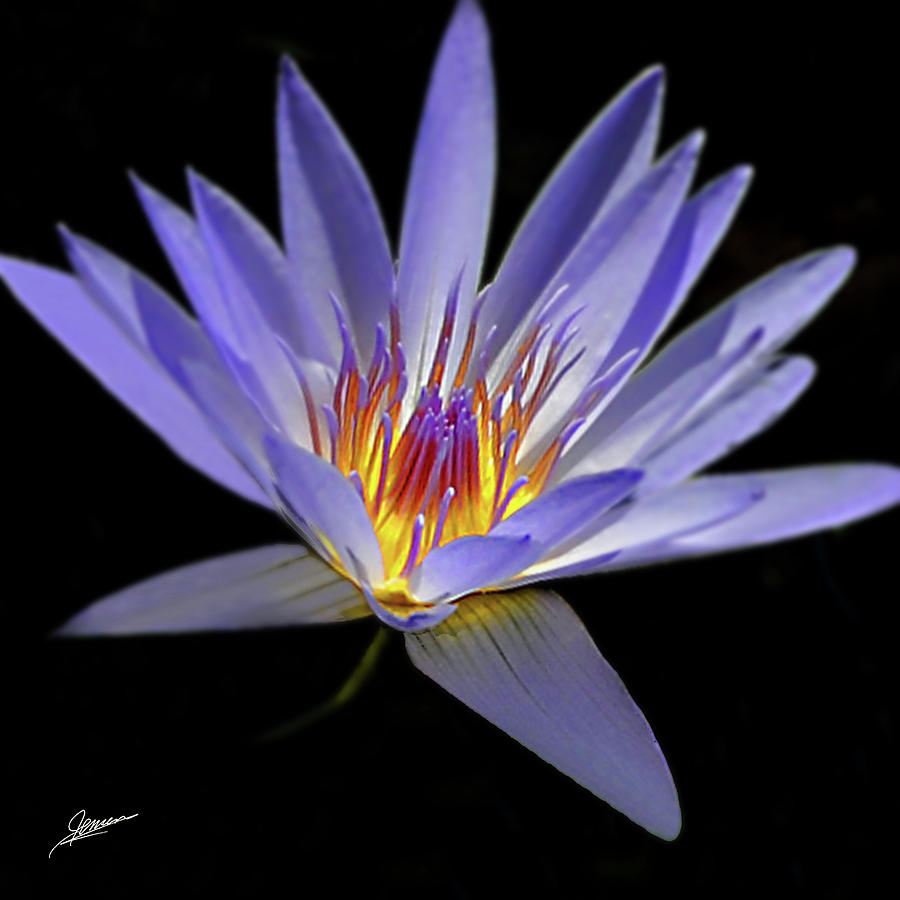 Nature Photograph - Portrait of a Water Lily No. 1 by Phil Jensen