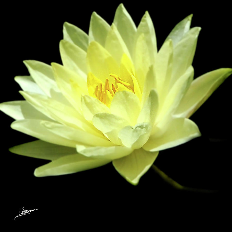 Portrait of a Water Lily No. 2 Photograph by Phil Jensen