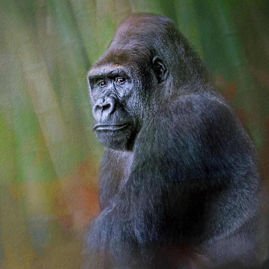 Portrait Of A Western Lowland Gorilla Photograph by Wes Iversen