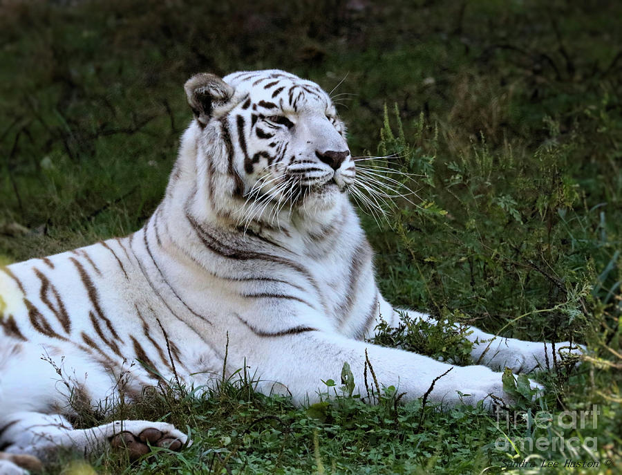 Portrait Of A White Bengal Tiger Photograph by Sandra Huston