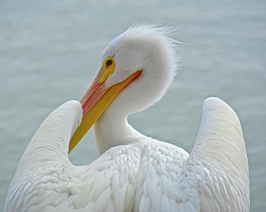 Portrait of a White Pelican Photograph by Carol Bradley