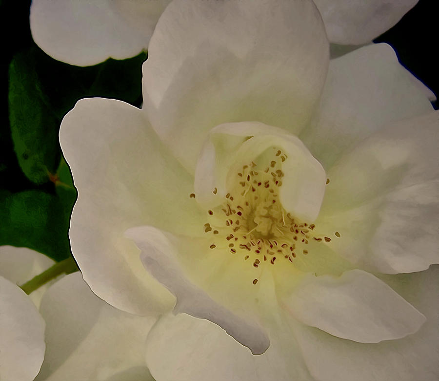 Portrait of a White Rose Photograph by Elizabeth Tillar