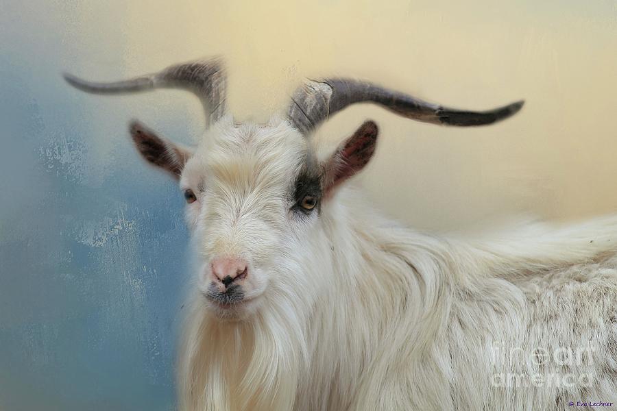Portrait of a Wild Goat Photograph by Eva Lechner