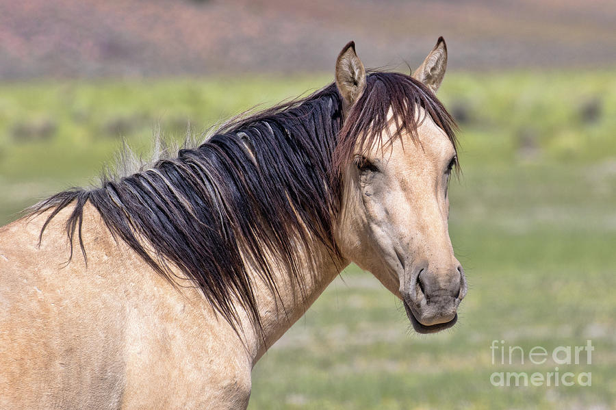 Portrait Of A Wild Horse Photograph by Mimi Ditchie