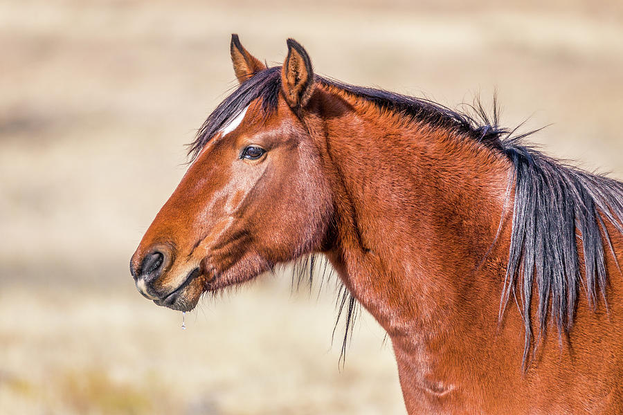 Portrait of A Wild Mustang Photograph by Scott Law