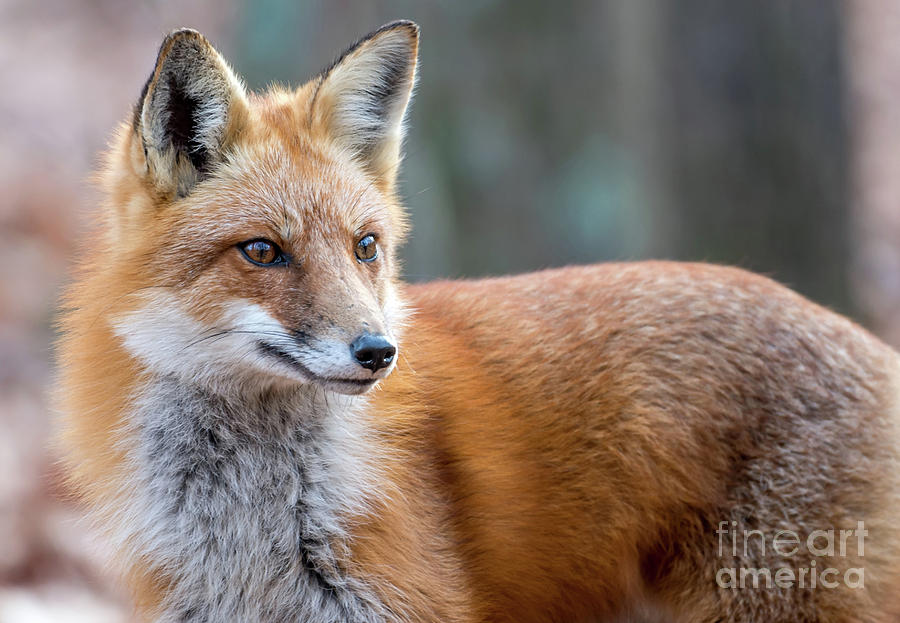 Portrait of a wild red Fox Photograph by Patrick Wolf