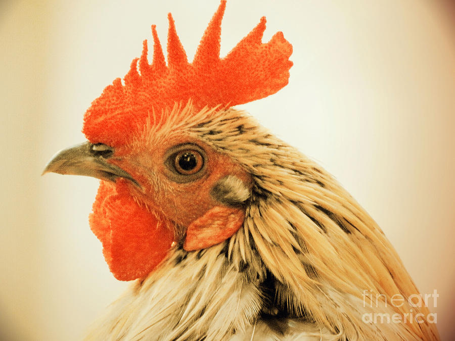 Portrait Of A Wild Rooster Photograph by Jan Gelders