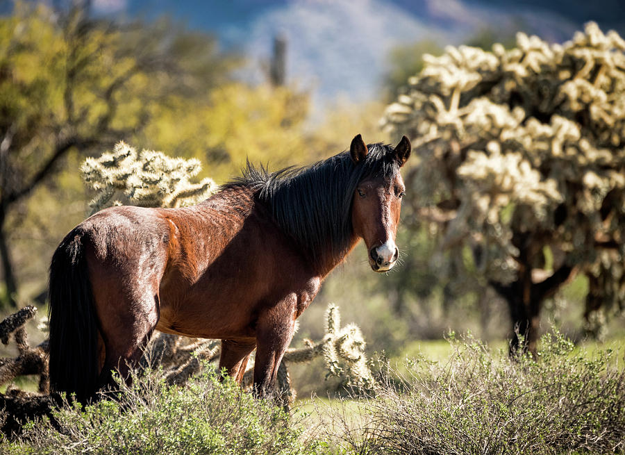 Portrait of a Wild Stallion  Photograph by Saija Lehtonen