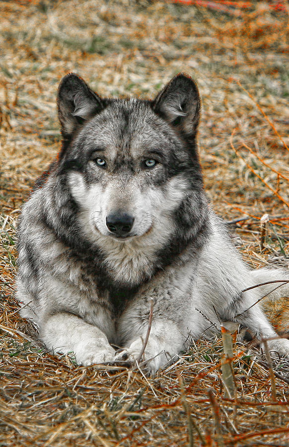 Portrait of a Wolf Photograph by Shari Jardina