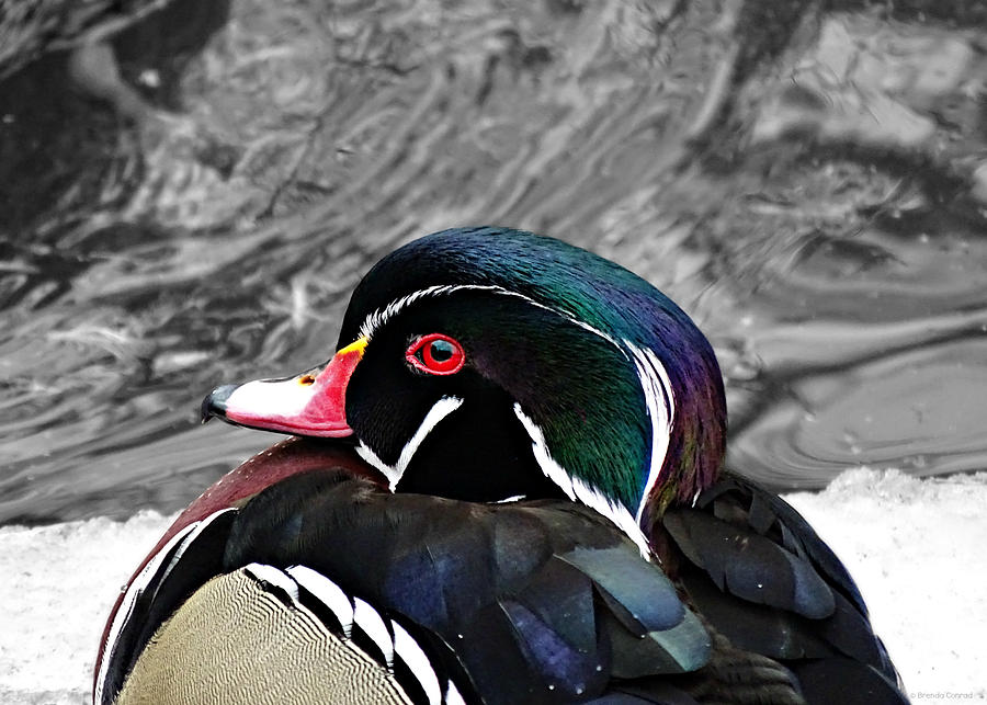 Portrait of a Wood Duck Photograph by Dark Whimsy