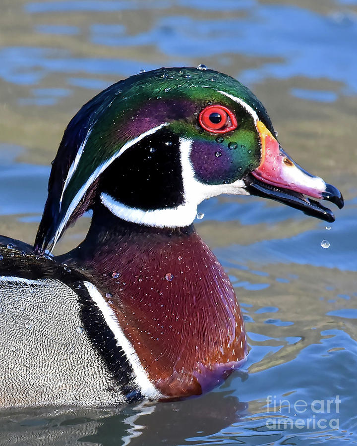 Portrait of a Wood Duck by Cynthia Staley Portrait of a Wood Duck by Cynthia Staley