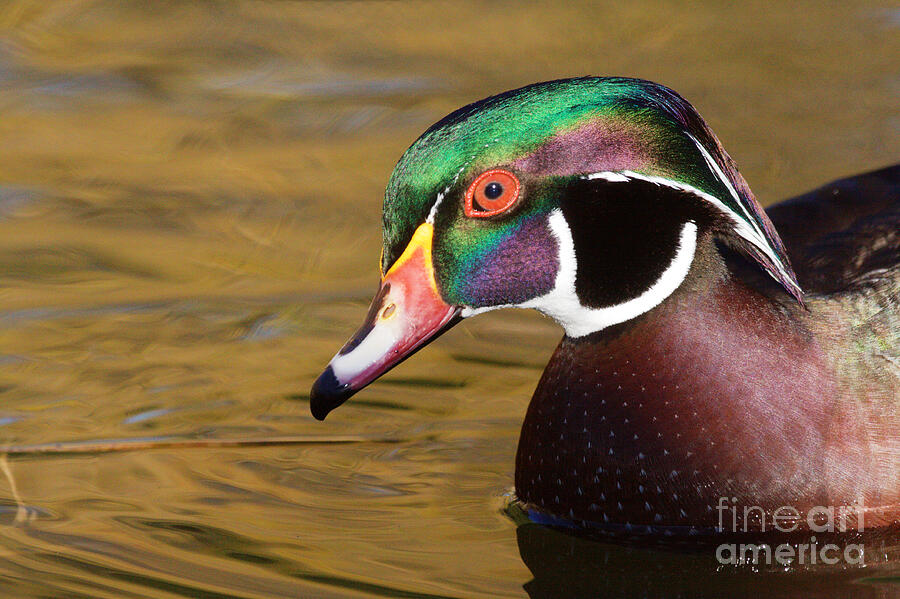 Nature Photograph - Portrait of A Wood Duck  by Ruth Jolly