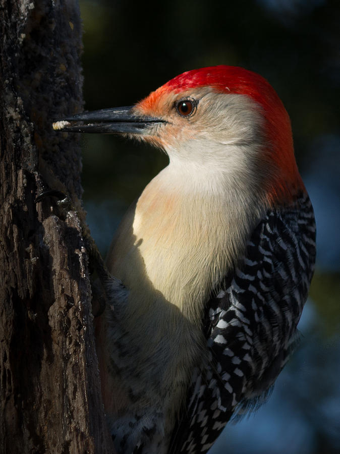 Portrait of a Woodpecker Photograph by Kenneth Cole