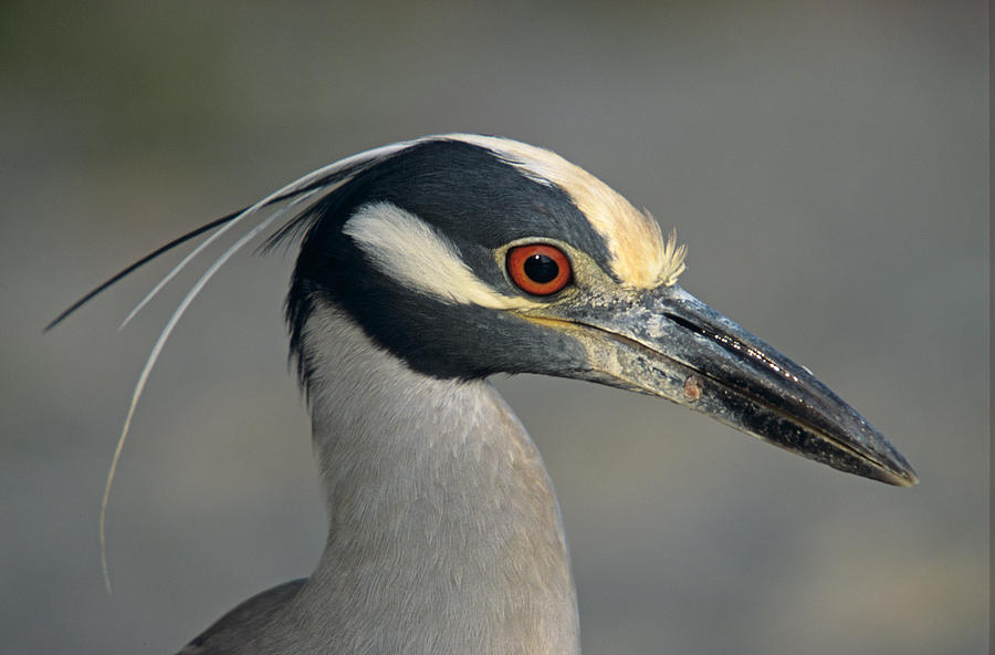 Portrait of a Yellow crowned Heron Photograph by John Harmon