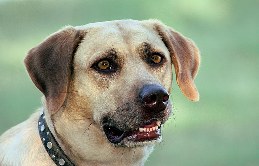 Portrait of a Yellow Labrador Retriever Photograph by Sheila Brown