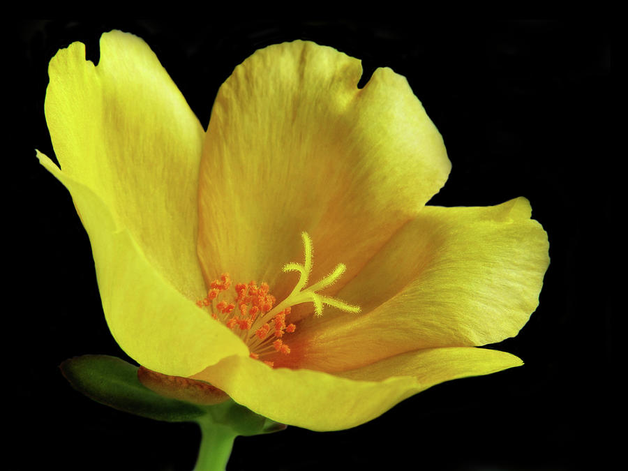 Portrait of a Yellow Purslane Flower Photograph by David and Carol Kelly