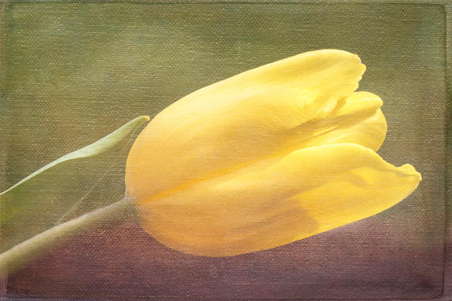 Portrait Of A Yellow Tulip Photograph by Arlene Carmel