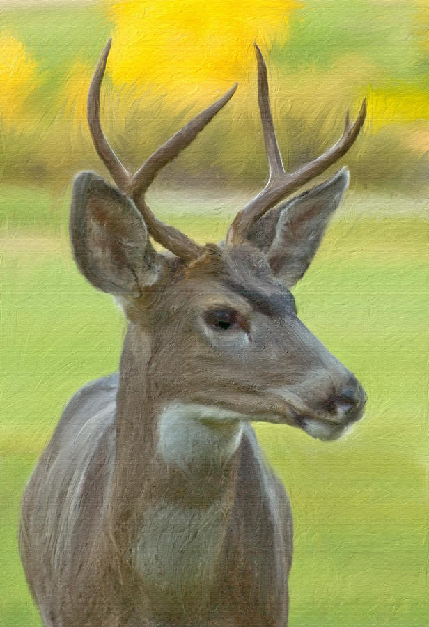 Portrait of a Young Buck Digital Art by Mick Burkey