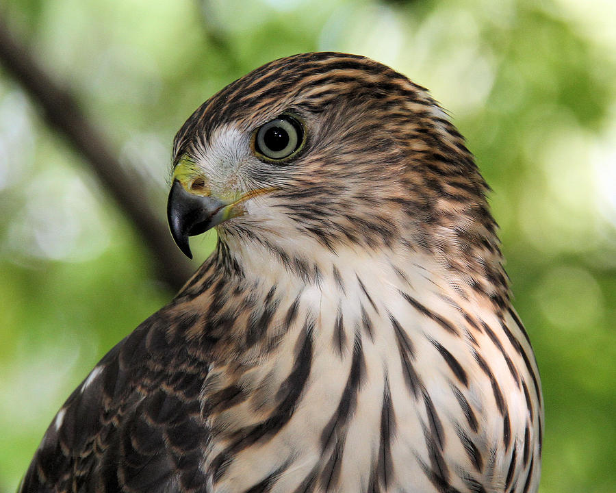 Portrait of a young Coopers Hawk Photograph by Doris Potter