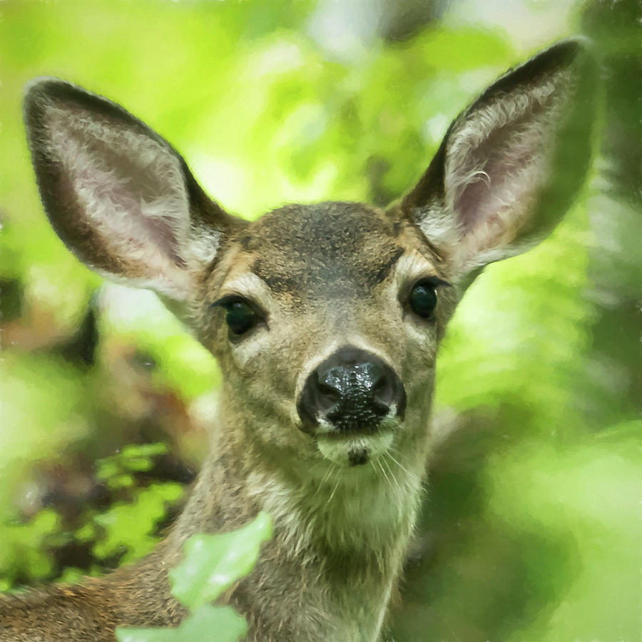 Portrait of a Young Deer Photograph by Belinda Greb