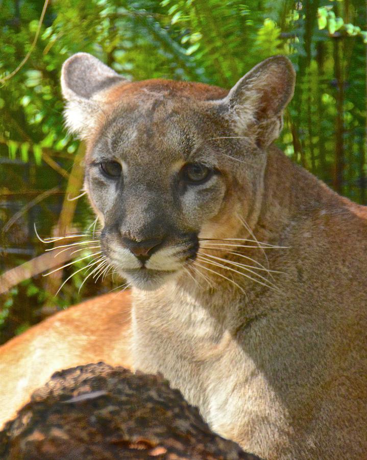 Portrait of a Young Florida Panther Photograph by Carol Bradley
