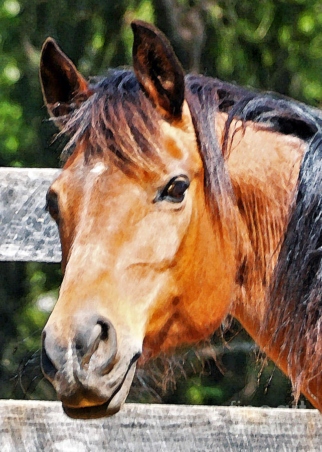 Portrait Of A Young Horse Photograph by Lydia Holly