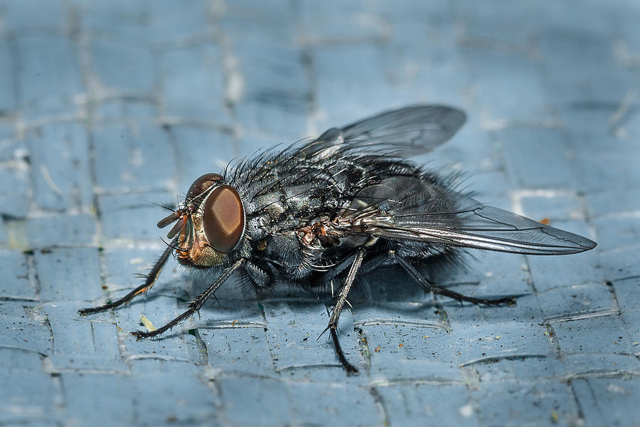 Portrait of a Young Insect as a Fly Photograph by Greg Nyquist