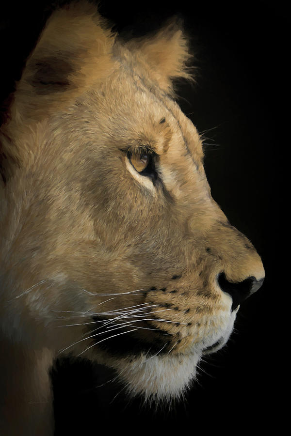 Portrait of a Young Lion Digital Art by Ernest Echols