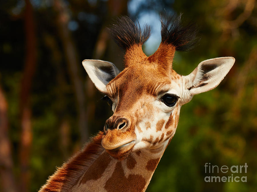 Portrait Of A Young Rothschild Giraffe Photograph