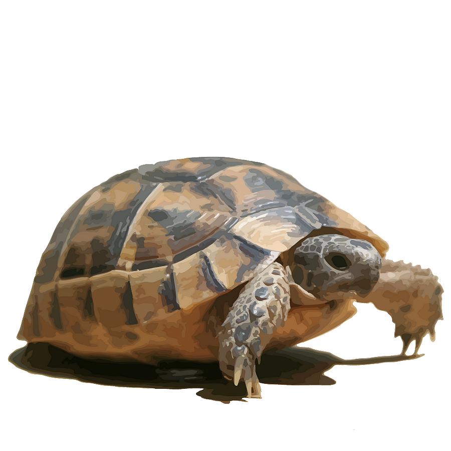 Portrait of a Young Wild Tortoise Isolated Digital Art by Taiche ...