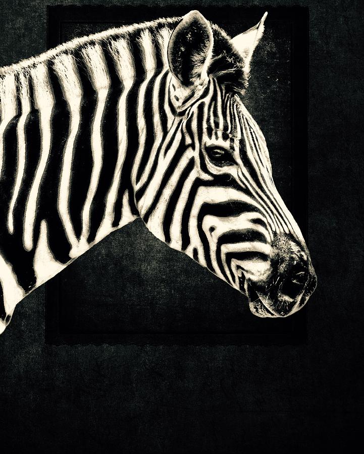 Portrait Of A Zebra Photograph by Alice Gipson