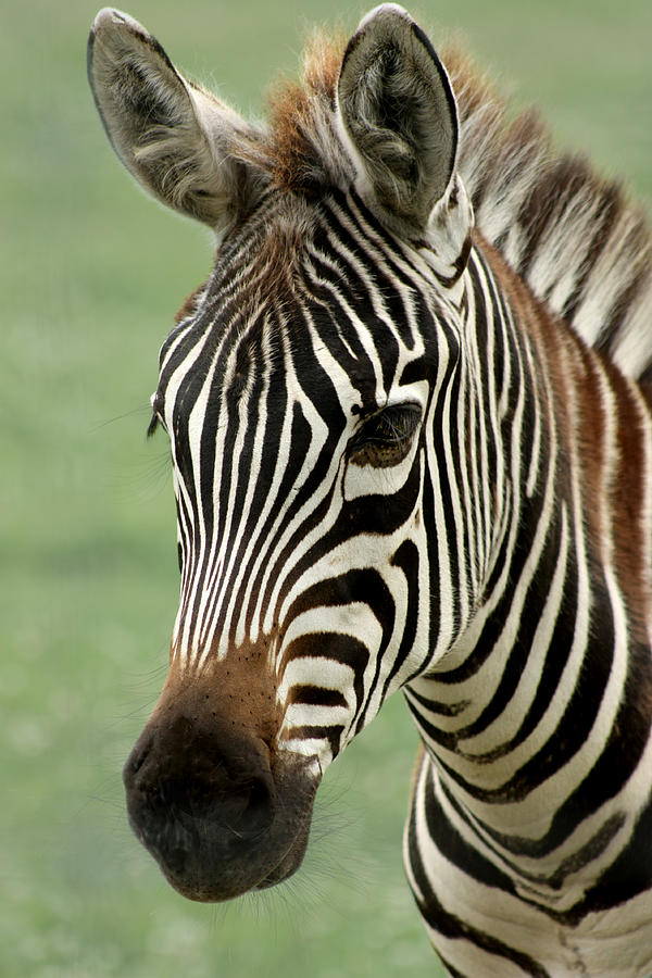 Portrait of a Zebra Photograph by Barbara  White
