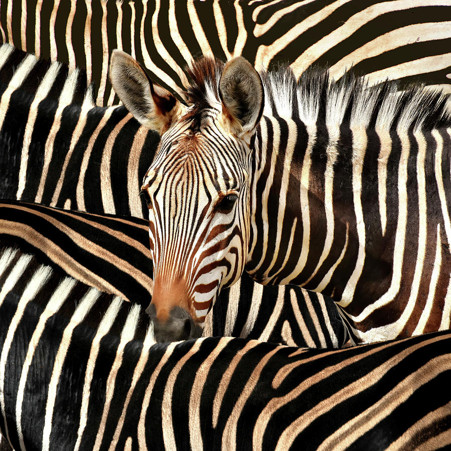 Portrait Of A Zebra Photograph