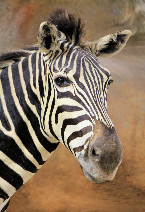 Portrait of a Zebra Photograph by Rosalie Scanlon