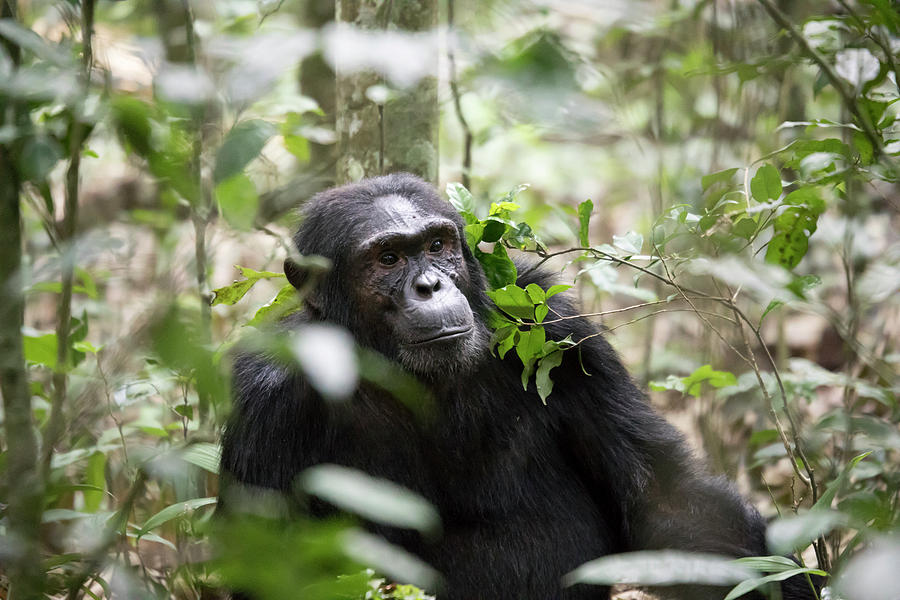 Portrait of adult chimpanzee, Kibale National Park, Uganda Photograph by Karen Foley