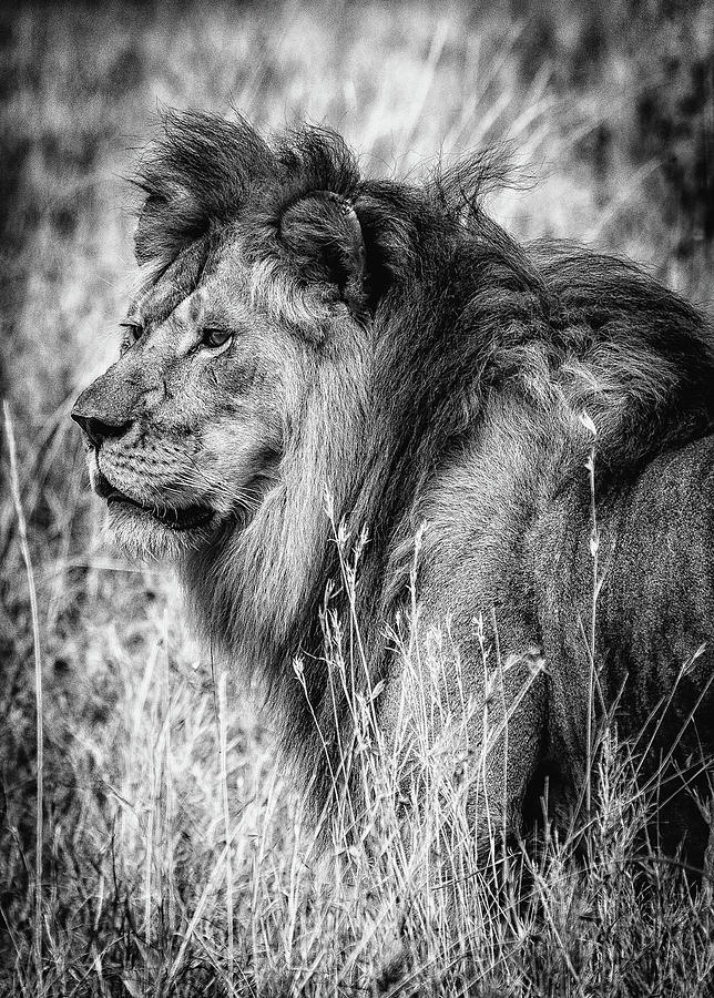 Portrait of African Lion by Lev Kaytsner Portrait of African Lion by Lev Kaytsner