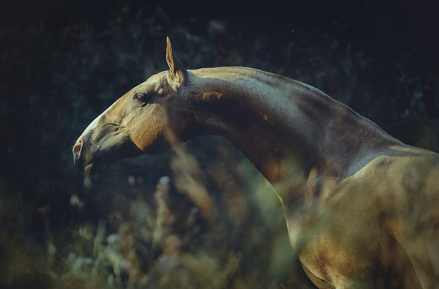 Portrait of Akhalteke Horse Photograph by Ekaterina Druz
