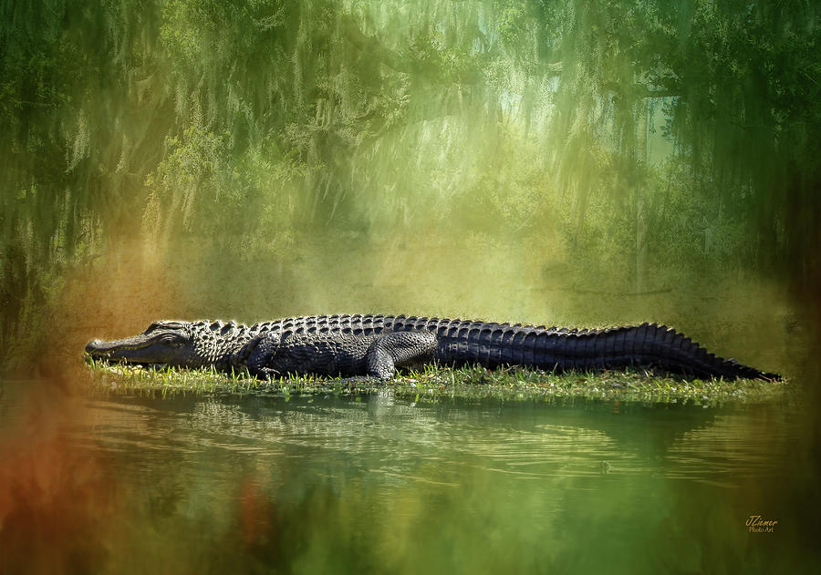 Portrait Of Alligator Photograph