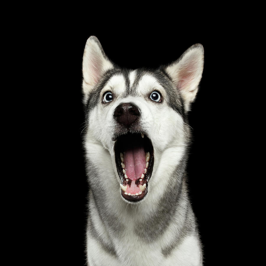 Portrait of Amazement Siberian Husky by Sergey Taran Portrait of Amazement Siberian Husky by Sergey Taran