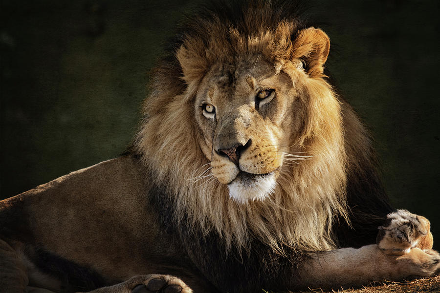 Portrait of an African Lion  Photograph by Saija Lehtonen