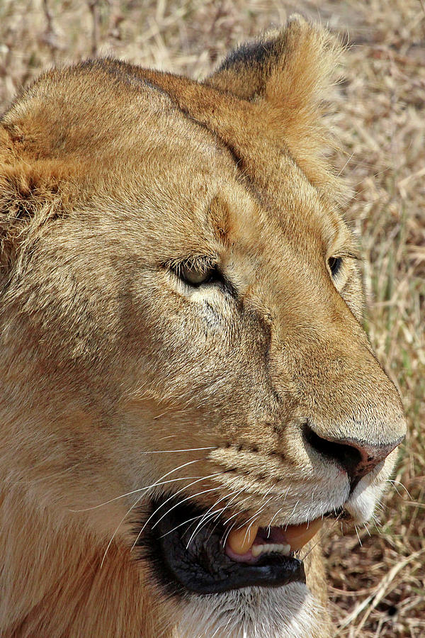 Portrait of an African Lioness Photograph by Gill Billington